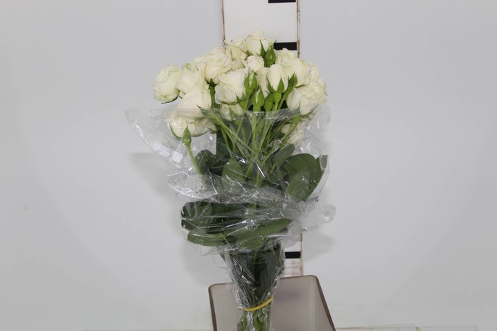 ROSA SPRAY WHITE ROSEVER 050 CM