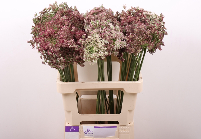 <h4>DAUCUS CAROTA DARA</h4>