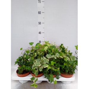 Hedera helix   ...mix 3