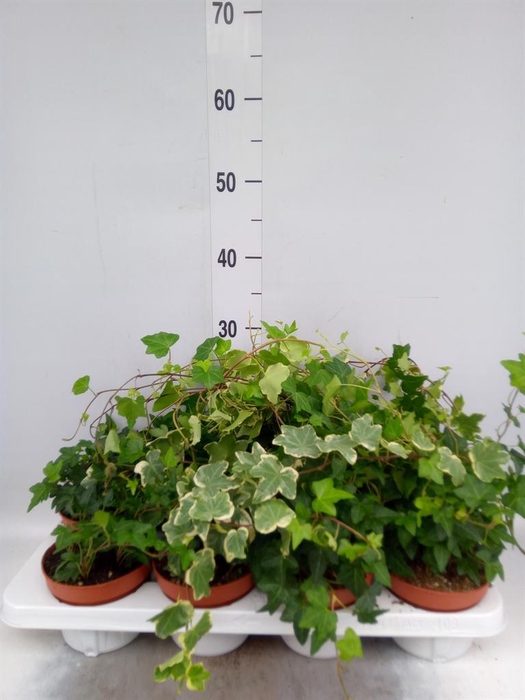 <h4>Hedera helix   ...mix 3</h4>