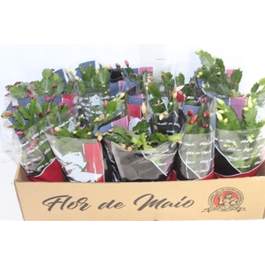 FLOR DE MAIO P11