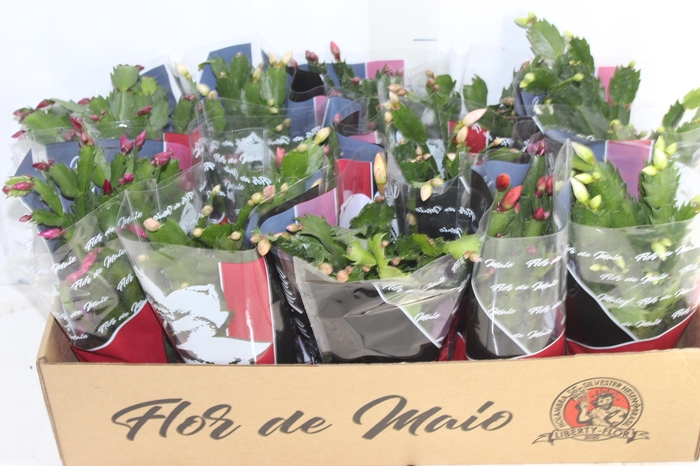 <h4>FLOR DE MAIO P11</h4>