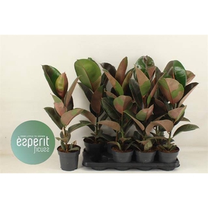 Ficus elastica Pink Camouflage 14Ø 58cm 1pp