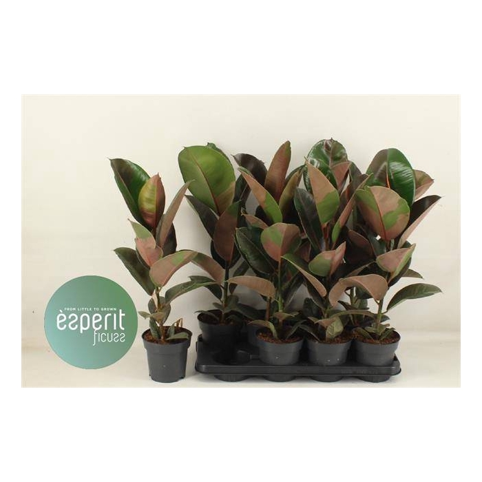 <h4>Ficus elastica Pink Camouflage 14Ø 58cm 1pp</h4>