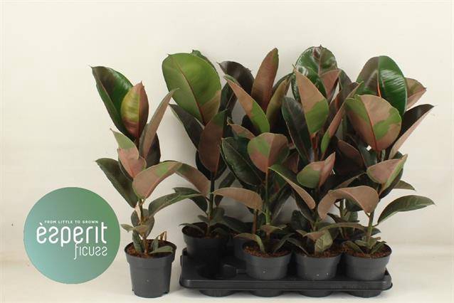 Ficus elastica Pink Camouflage 14Ø 58cm 1pp