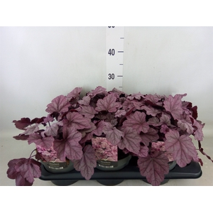 Heuchera   ...