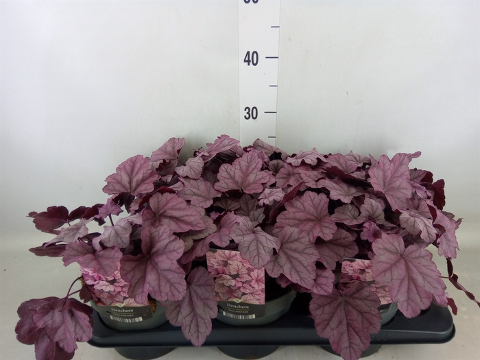 <h4>Heuchera   ...</h4>