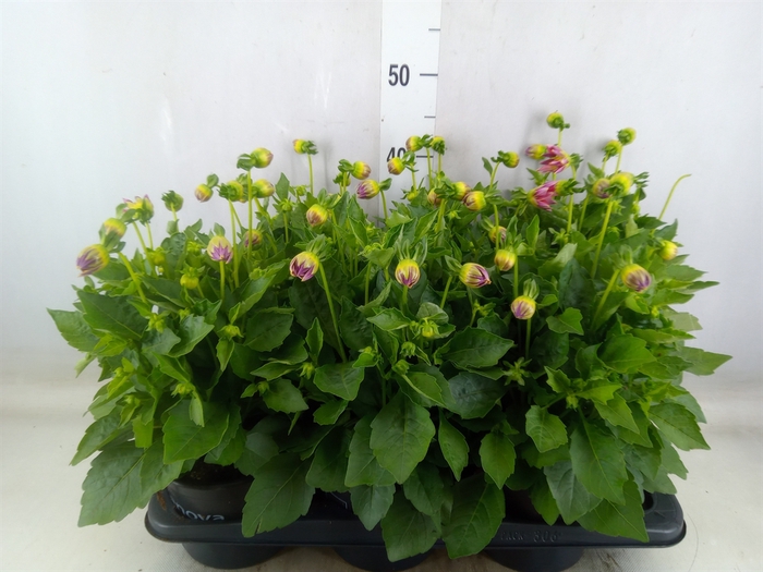 <h4>Dahlia  'Summerbees Red Bicolor'</h4>