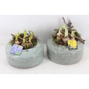 arr4 Bollenmix MB - Ker. ufo schaal