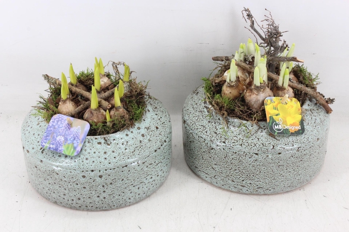 <h4>arr4 Bollenmix MB - Ker. ufo schaal</h4>