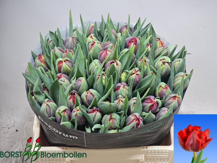 <h4>TU DU RED PRINCESS</h4>