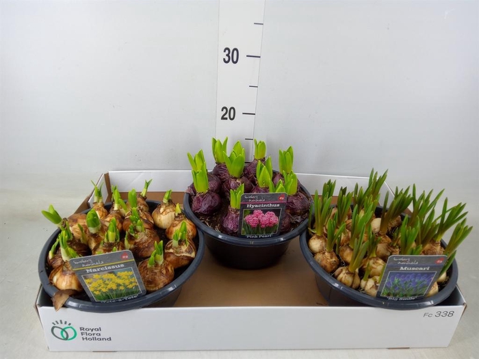 <h4>Bolbloemen   ...mix</h4>