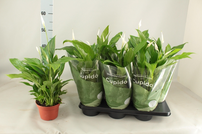 <h4>SPATH PEARL CUPIDO</h4>