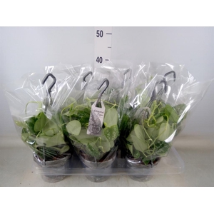 Scindapsus pictus 'Argyraeus'