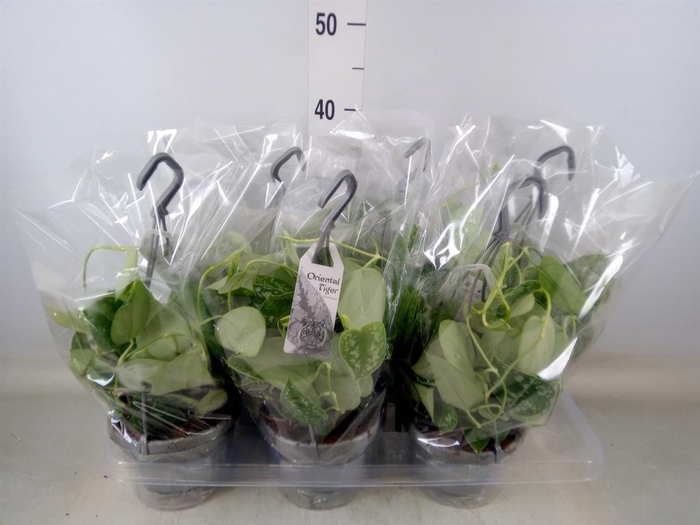 <h4>Scindapsus pictus 'Argyraeus'</h4>