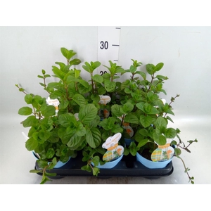 Mentha piperita