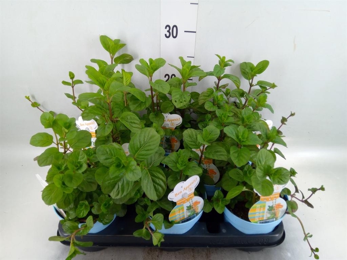 <h4>Mentha piperita</h4>