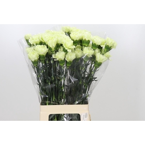 Dianthus St Lady Midori