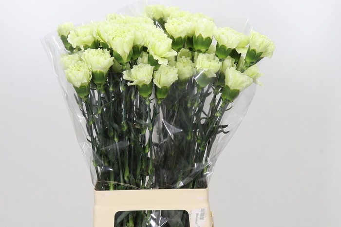 <h4>Dianthus St Lady Midori</h4>