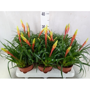 Vriesea  'Shannon'