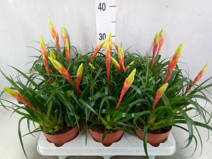 <h4>Vriesea  'Shannon'</h4>