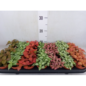 Fittonia   ...mix 7