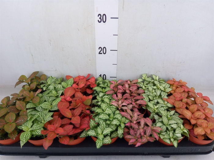 <h4>Fittonia   ...mix 7</h4>