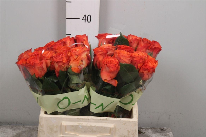 <h4>R Gr Orange Wave</h4>