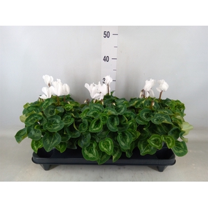 Cyclamen GR 'XL'