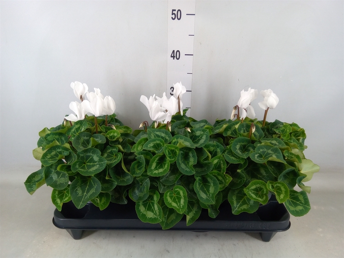 <h4>Cyclamen GR 'XL'</h4>