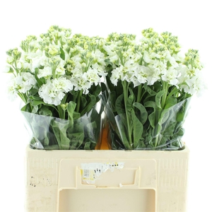 Matth Stox White N L