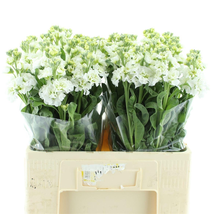 <h4>Matth Stox White N L</h4>