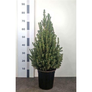 Picea Gl Conica