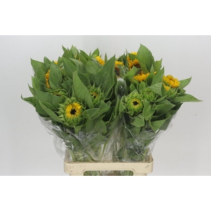 Helianthus Vincent's Choice