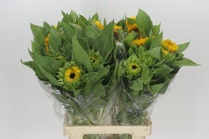 <h4>Helianthus Vincent's Choice</h4>