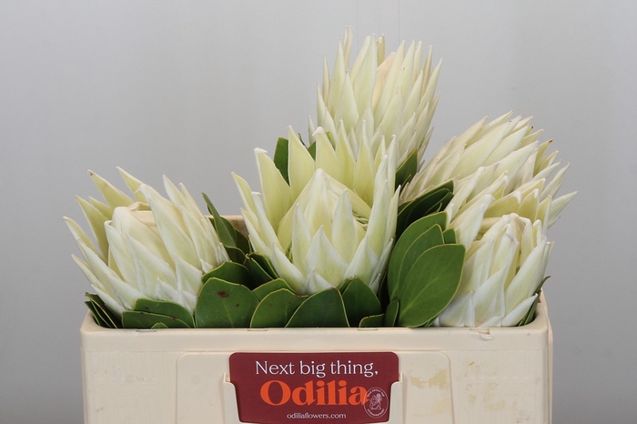 <h4>Protea Cyn. Ayoba Arctic Ice</h4>