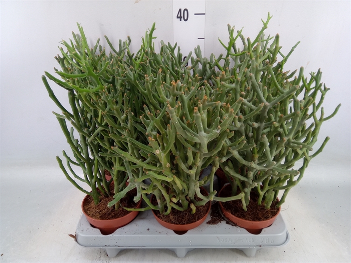 <h4>Euphorbia tirucalli</h4>