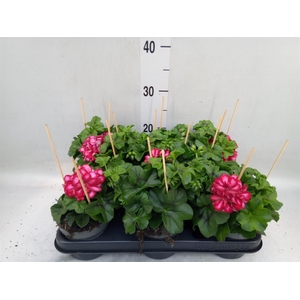 Pelargonium pelt.   ...