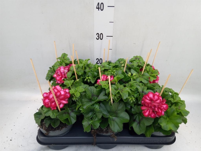 <h4>Pelargonium pelt.   ...</h4>