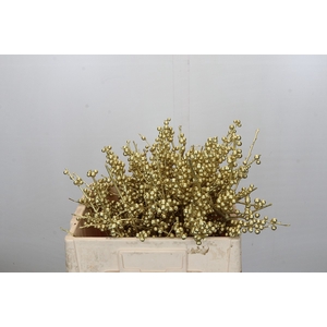 Ilex paint Gold