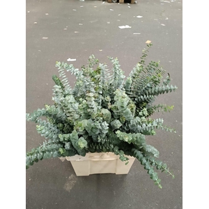 Eucalyptus 'Baby Blue'