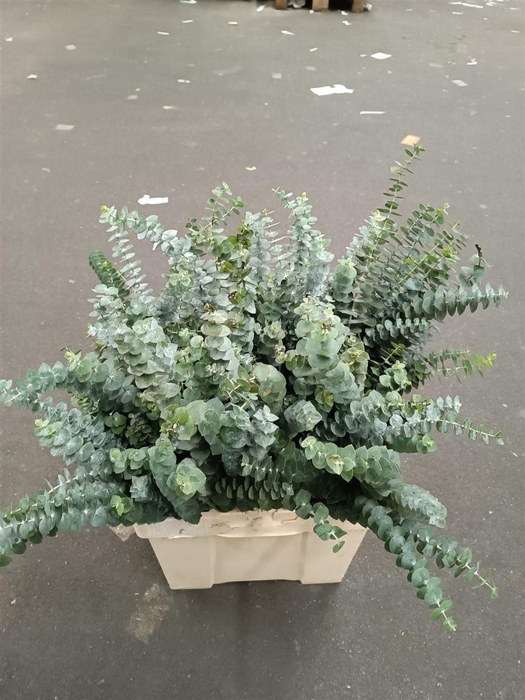 <h4>Eucalyptus 'Baby Blue'</h4>