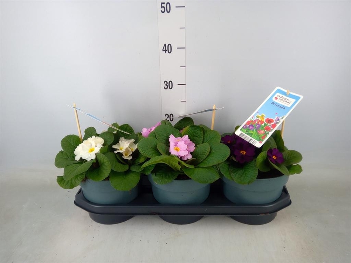 <h4>Primula elat.</h4>