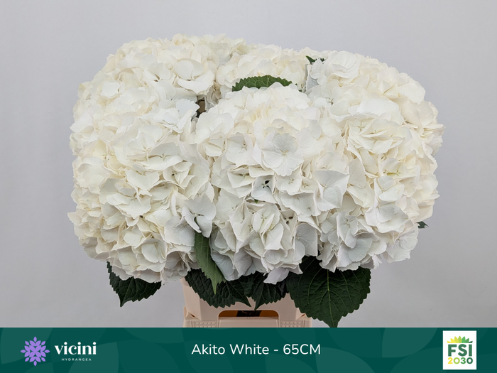 <h4>Akito White - 65CM</h4>