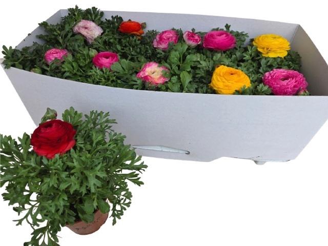 <h4>RANUN SPRINK GEM</h4>