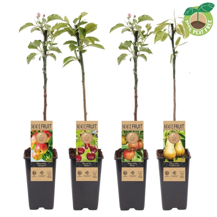 <h4>Fruitbomen overig</h4>