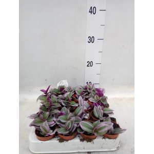 Tradescantia cerinth. 'Nanouk'