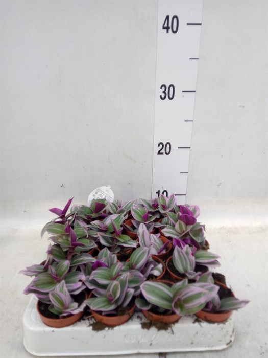 <h4>Tradescantia cerinth. 'Nanouk'</h4>