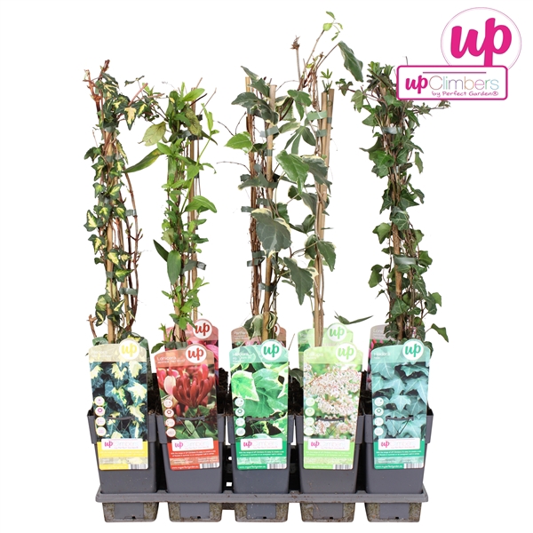 <h4>Klimplanten mix tray standaard P15</h4>