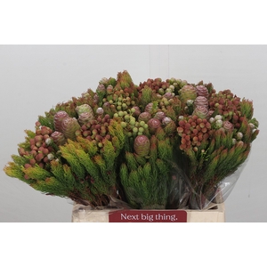 Kaaps Groen Cone Mix Large